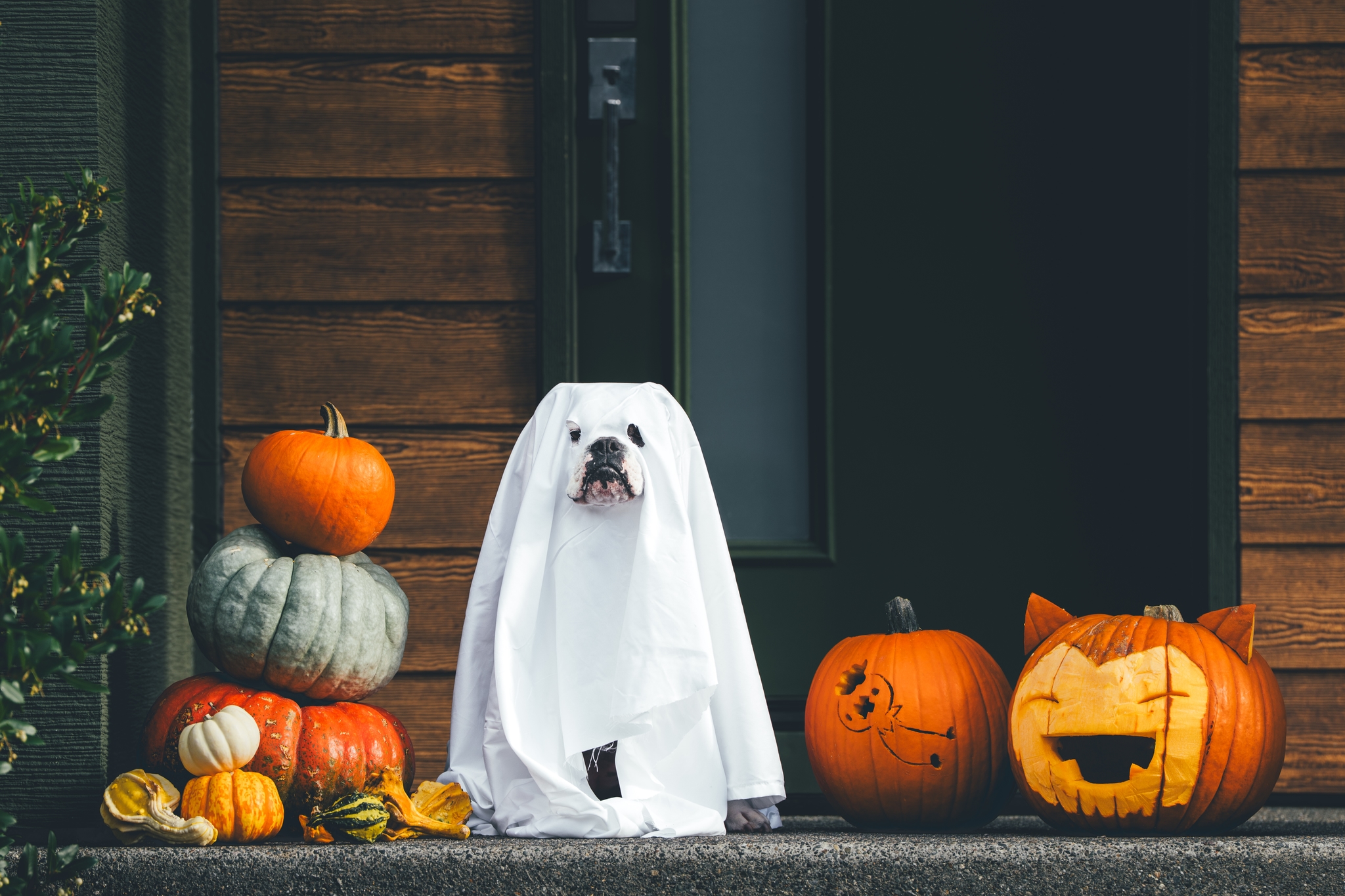 A dog dressed as a ghost with a white sheet sits between carved pumpkins and assorted gourds on a porch