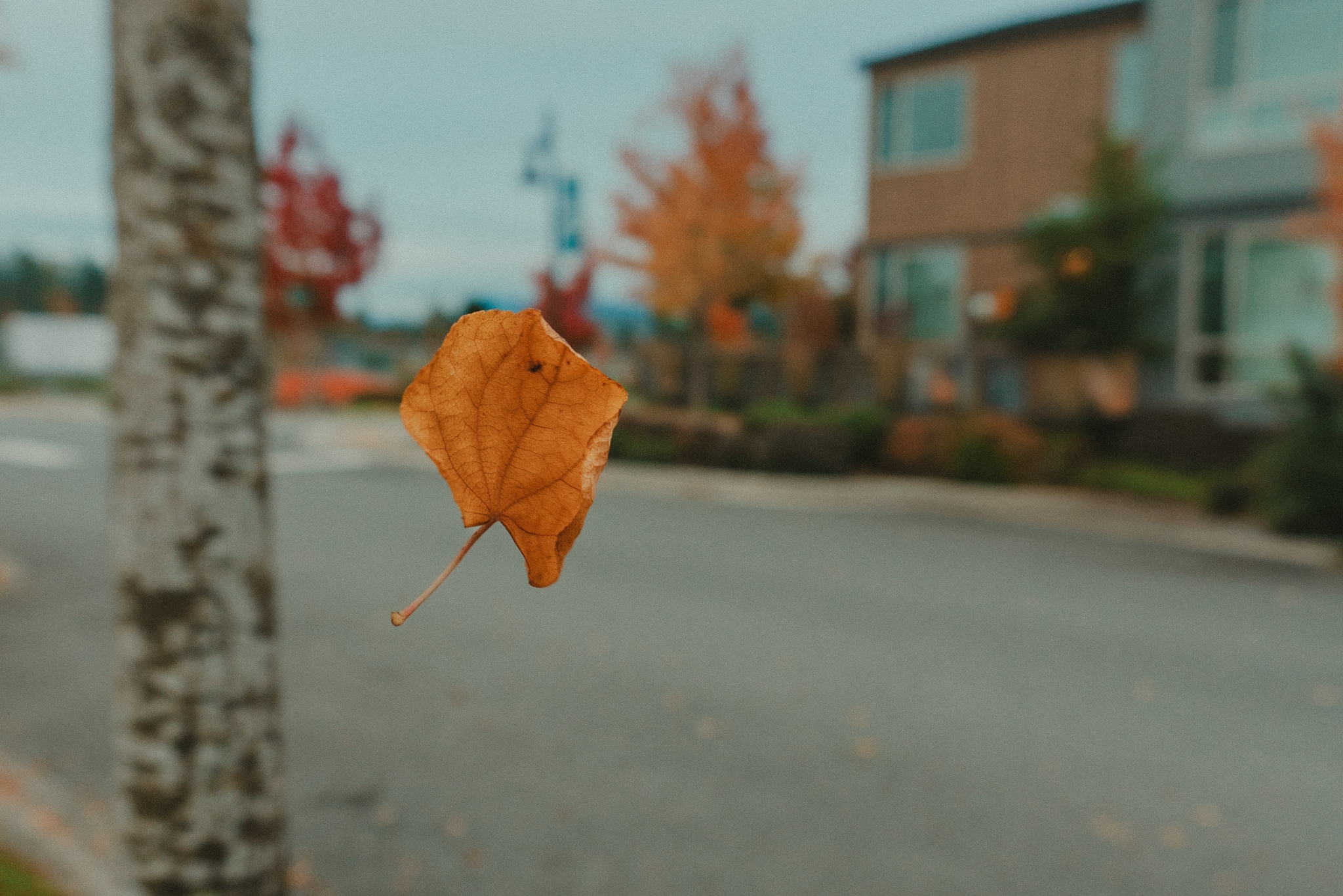 An orange leaf suspended in mid-air with blurred houses and trees in the background, capturing the essence of autumn