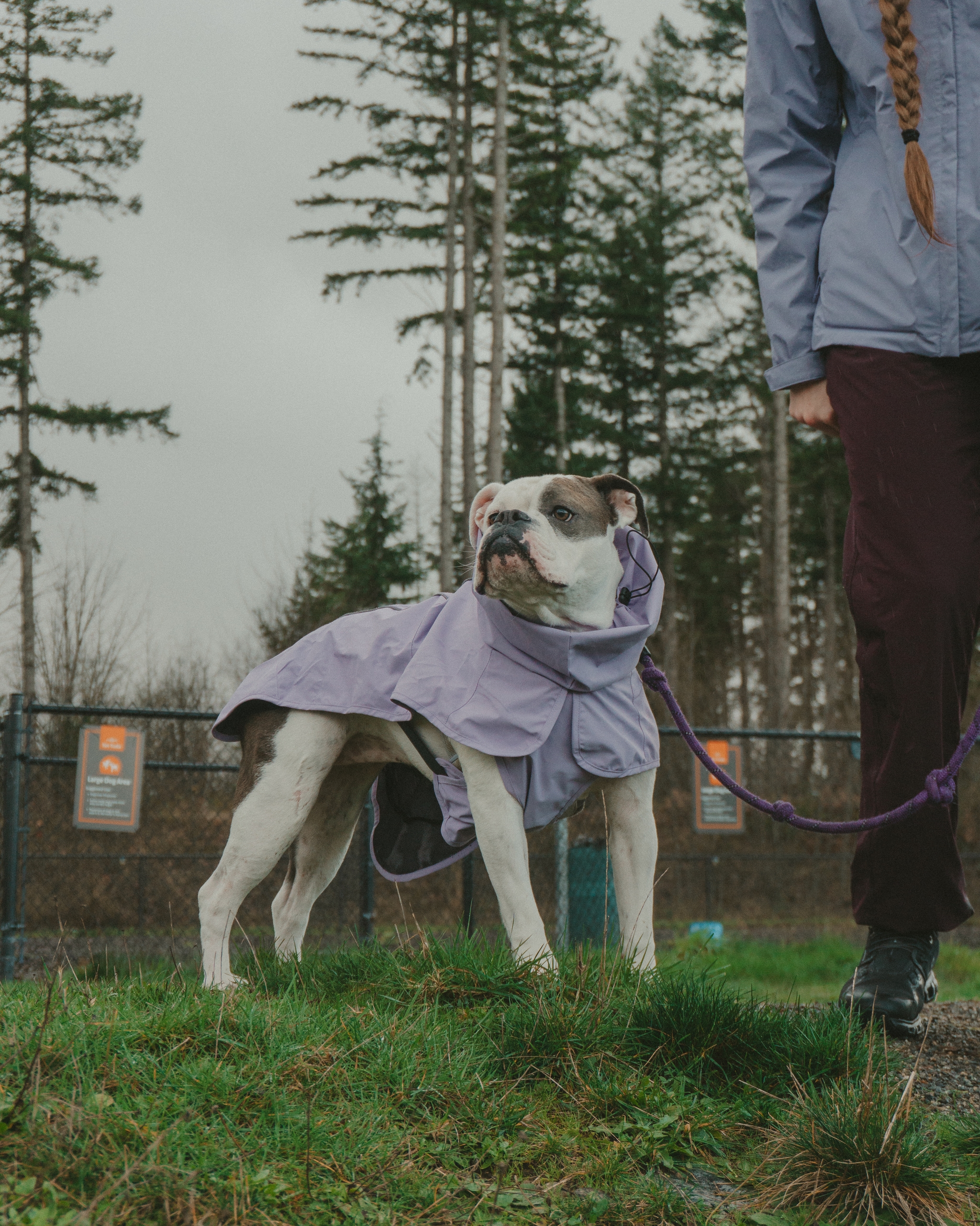 Bulldog wearing a purple raincoat on a leash with person, standing on grassy area with trees in background