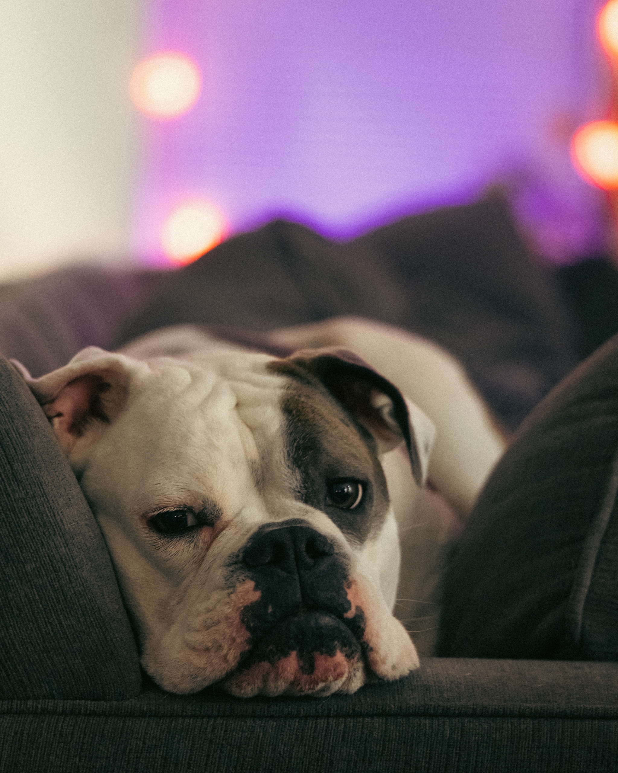 A bulldog resting comfortably on a couch with soft lighting in the background
