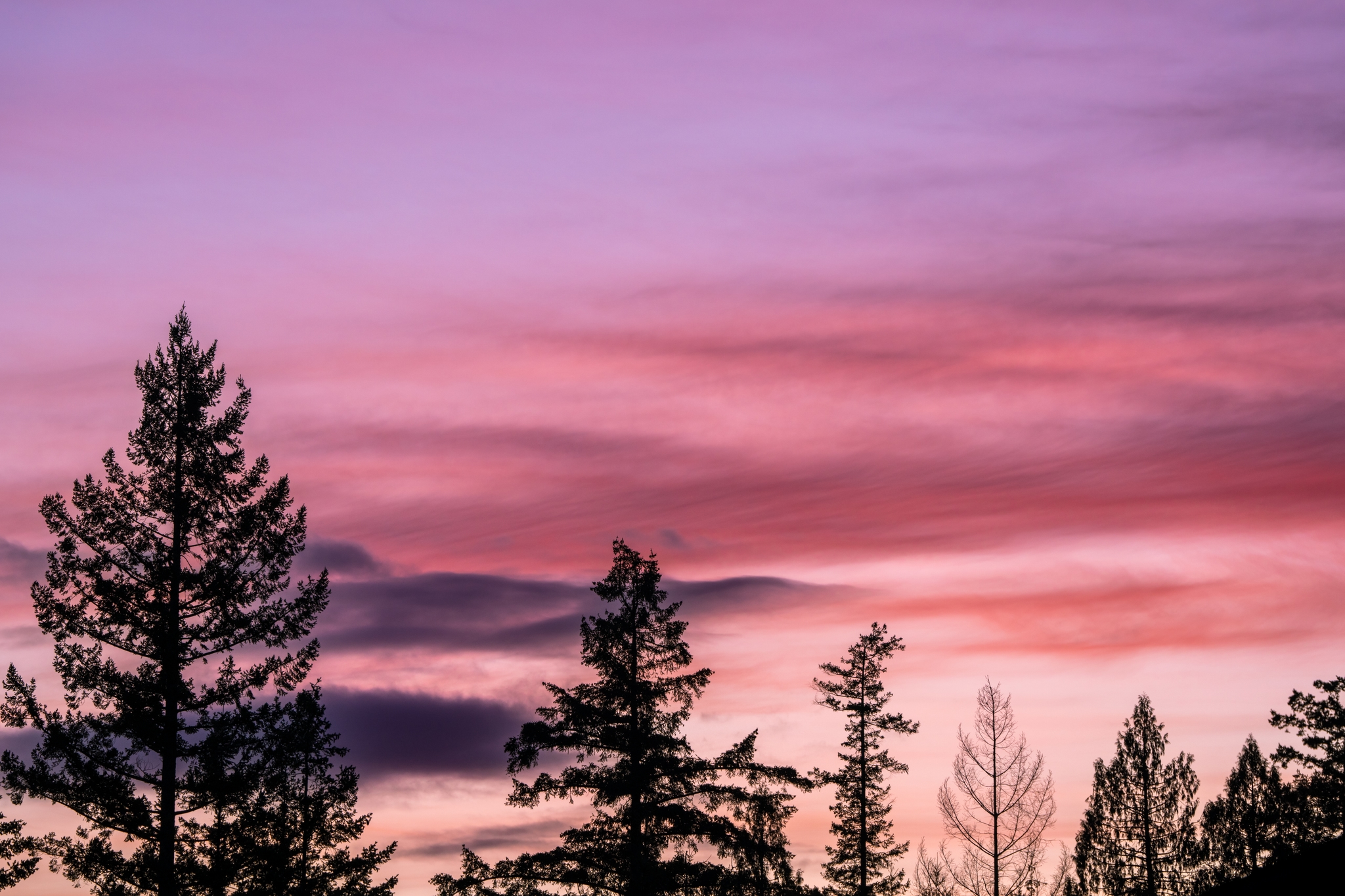 A serene landscape with silhouetted trees against a vibrant pink and purple sunset sky